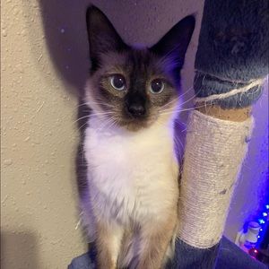 Meet your Posher, Jasmine